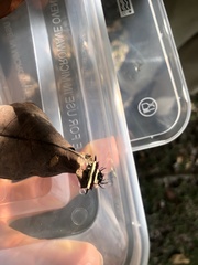 Gasteracantha fornicata