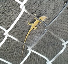 Anolis carolinensis