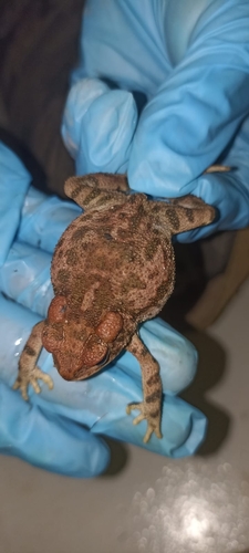 McCoy's Toad