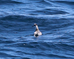 Phalaropus fulicarius