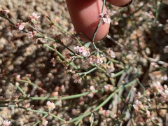 Eriogonum deflexum