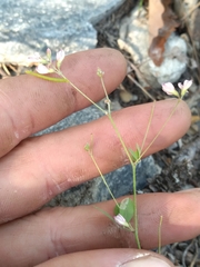 Lespedeza repens