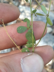 Lespedeza repens