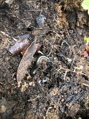 Ommatoiulus moreleti