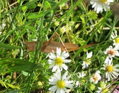 Neoconocephalus retusus
