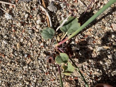 Eriogonum deflexum