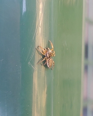 Pelegrina flavipes