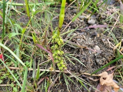 Pontederia cordata