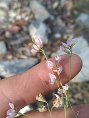 Lespedeza repens