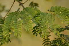 Albizia inundata