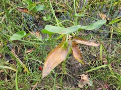 Pontederia cordata
