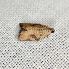 Meritastis laganodes