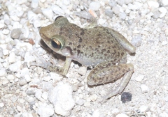 Eleutherodactylus