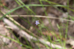 Wahlenbergia gracilis
