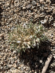 Polemoniaceae
