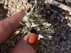 Polemoniaceae