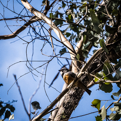 Pachycephala rufiventris