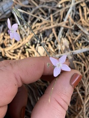 Stephanomeria exigua