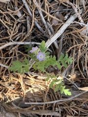 Phacelia distans