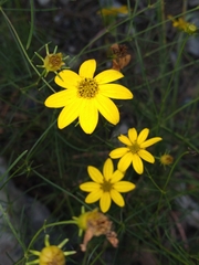 Coreopsis verticillata