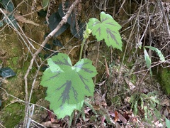 Rubus alceifolius