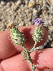Dieteria canescens