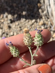 Dieteria canescens