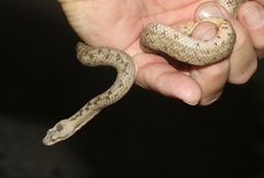 Tropidophis melanurus