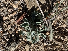 Dieteria canescens