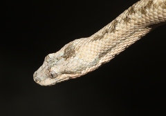 Tropidophis melanurus