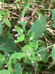 Mosla dianthera