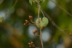 Ipomoea amnicola