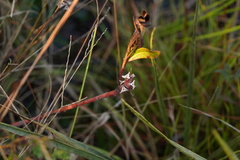 Stillingia sylvatica