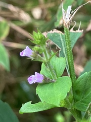 Mosla dianthera