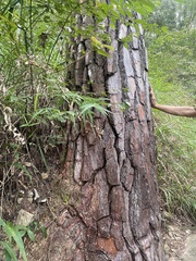 Pinus taiwanensis
