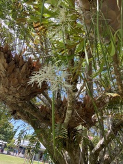 Dendrobium teretifolium