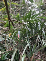 Bromelioideae