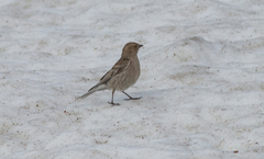 Leucosticte nemoricola