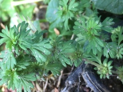 Alchemilla arvensis