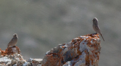 Carpodacus rubicilla