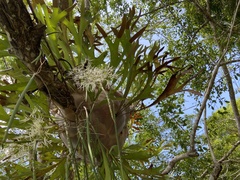 Dendrobium teretifolium