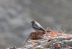 Leucosticte brandti