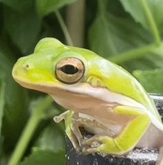 Hyla cinerea