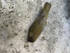 Oporornis agilis