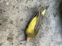 Oporornis agilis