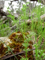 Daucus glochidiatus