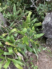 Brasiliopuntia brasiliensis