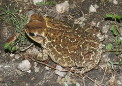 Peltophryne peltocephala