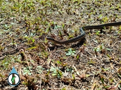 Thamnophis cyrtopsis