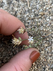 Eriastrum sparsiflorum